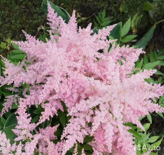 Астильба разные цвета