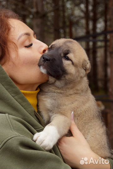 Собака турецкий кангал