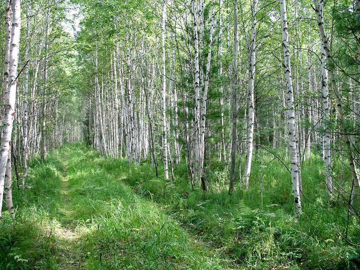 Участок 15 сот. (СНТ, ДНП)