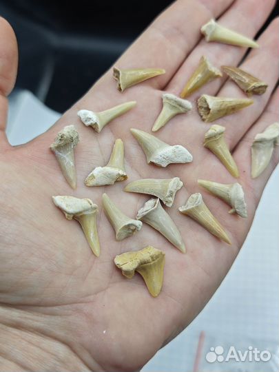 Зуб вымершей акулы