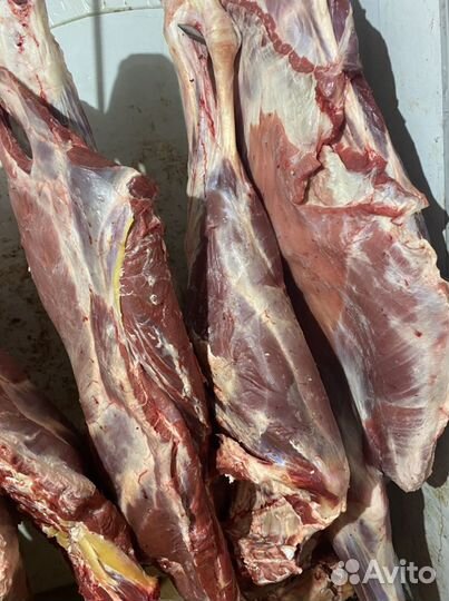 Мясо говядина халяль,баранина,жир. Халялное