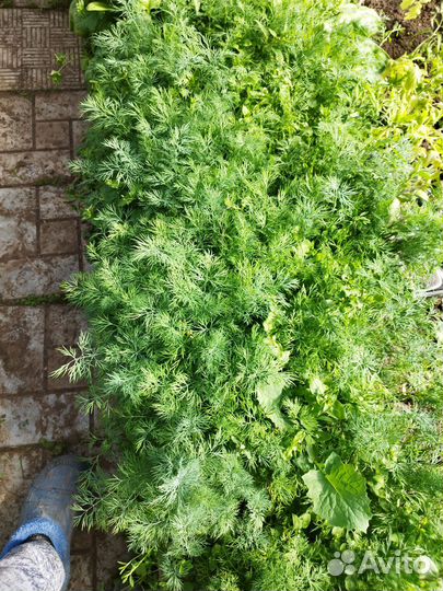 Шпинат, Салат, Укроп