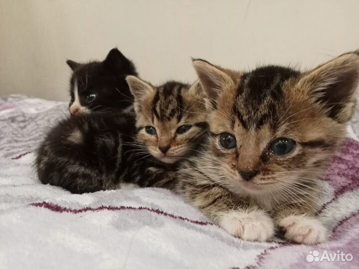 Кошка в дар бесплатно