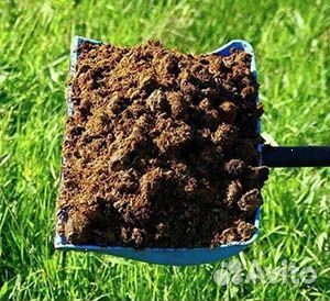 Навоз коровий