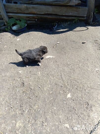 Щенки бесплатно