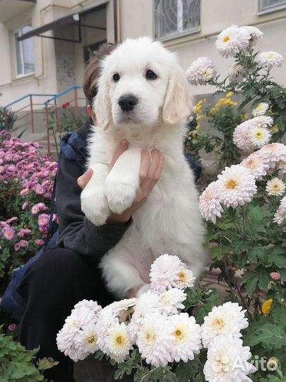 Щенки голден ретривера