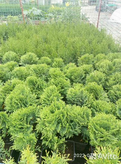 Туя западная смарагд