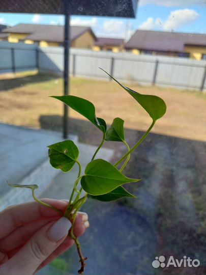 Антуриум (комнатные растения) цветы