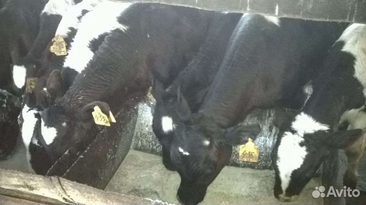 Телята бычки