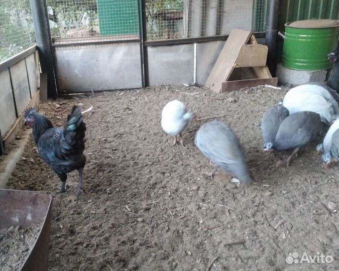 Продаю цесарок, декоративных и черных петухов