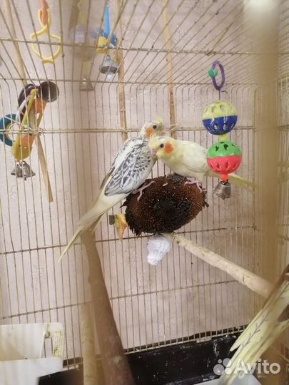 Попугай корелла птенец