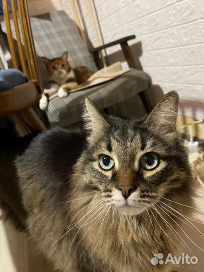 Передержка для кошек