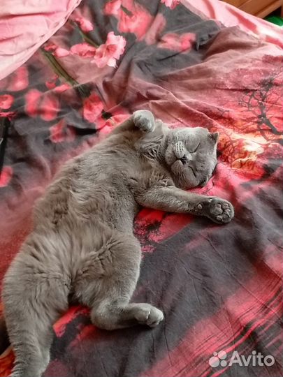 Вислоухий кот