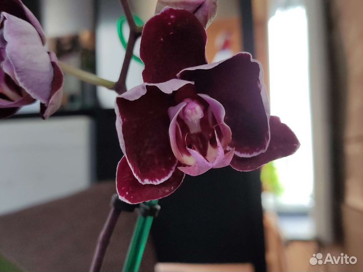 Орхидея Montpellier