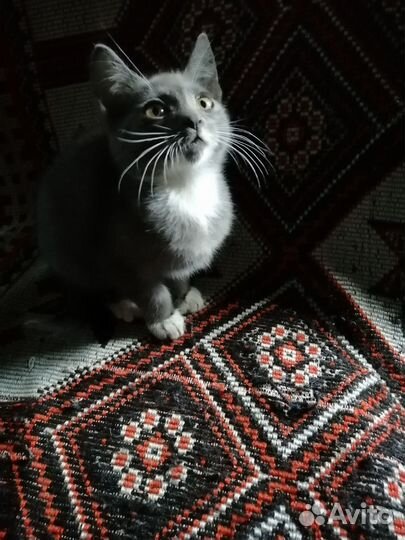 В доброе руки котята