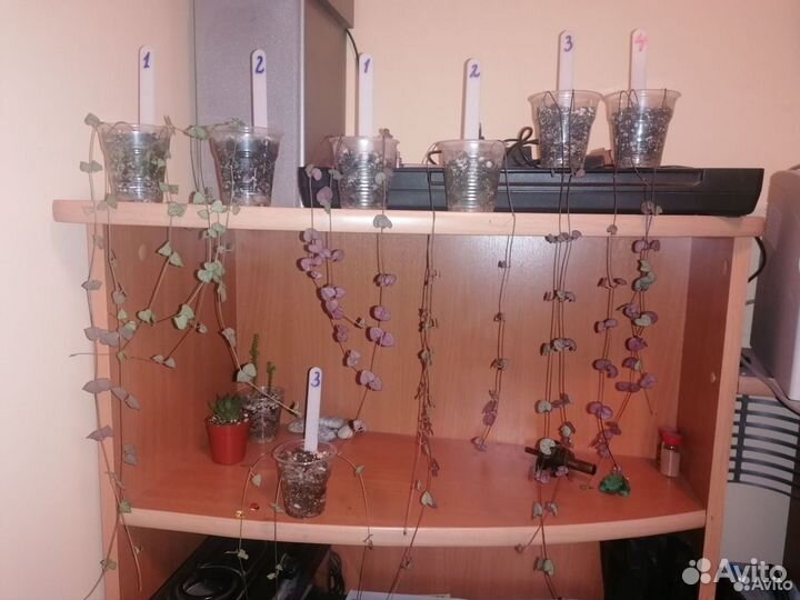 Суккуленты-4