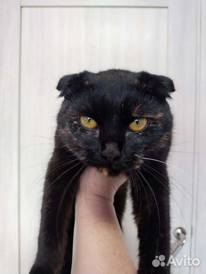 Кошка в дар