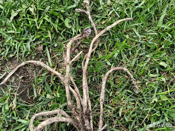 Рассада многолетников от 30 р