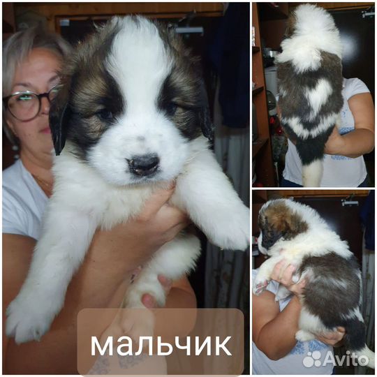 Продажа щенков московской сторожевой породы