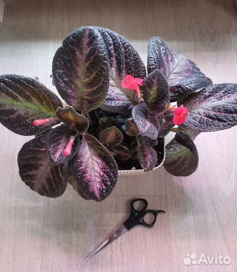 Комнатные растения ассорти