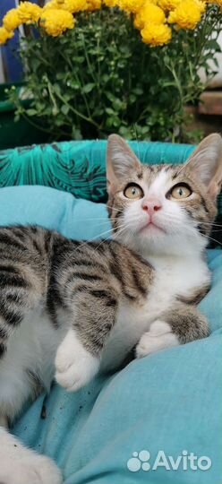 Очень ласковый котенок мальчик