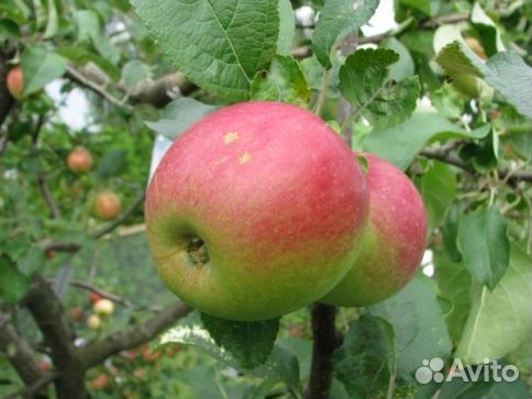 Саженцы яблони «Юнный натуралист»