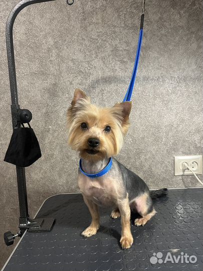 Груминг, стрижка собак бесплатно