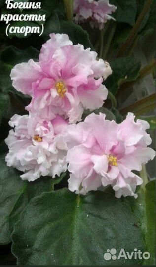 Фиалки сортовые N2