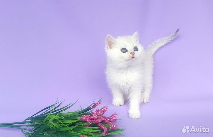 Серебристая шиншилла девочка
