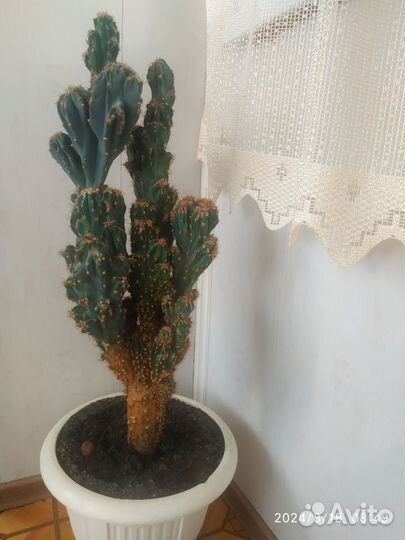 Кактусы и суккуленты