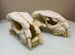 Декорации для аквариума черепа скелет