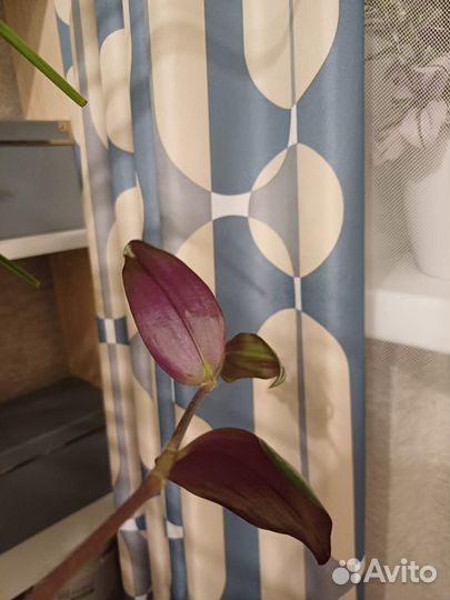 Традесканция зебрина срезы 3 шт