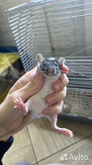 Крысята дамбо