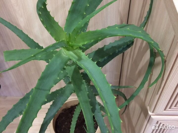 Алоэ лечебный