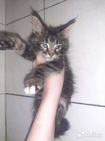 Котята мейн кун