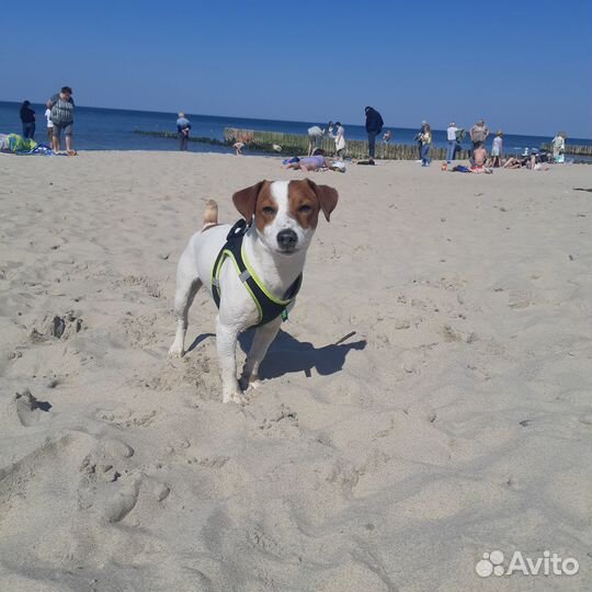 Случка кобель