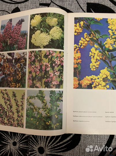 Книга «Цветы»