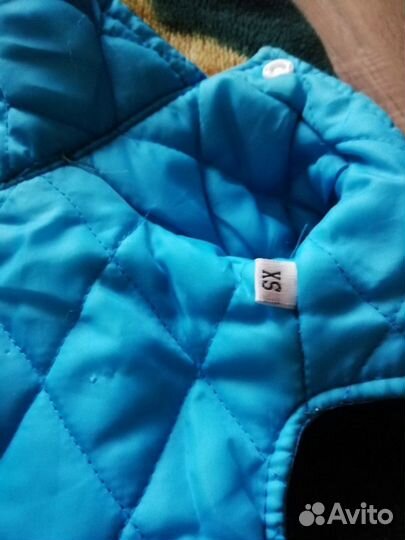 Одежда для собак