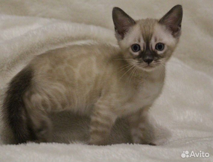 Шикарный снежинка