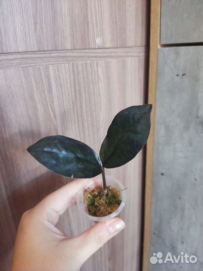 Замиокулькас черный равен