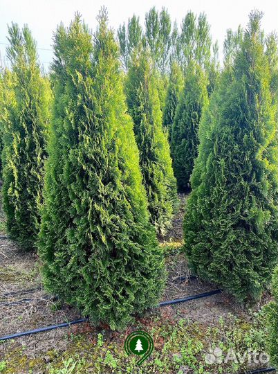 Туя смарагд для сада