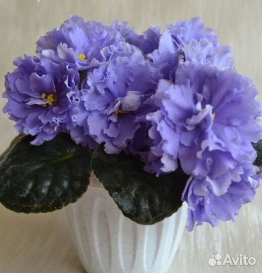 Фиалка сортовая