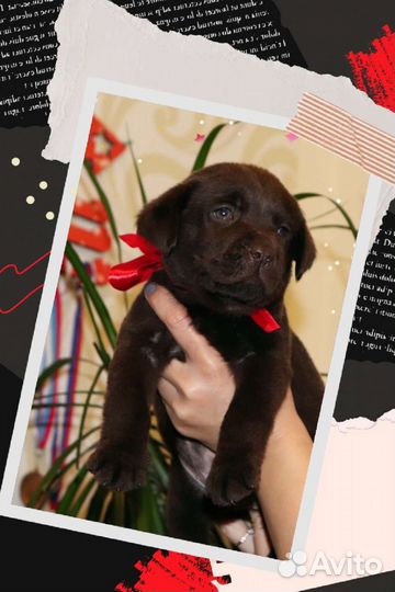 Лабрадор щенок