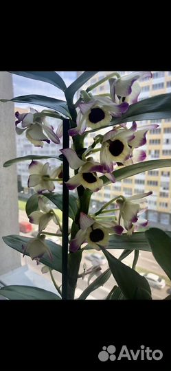 Дендробиум Нобиле,орхидея,отросток,необычный окрас