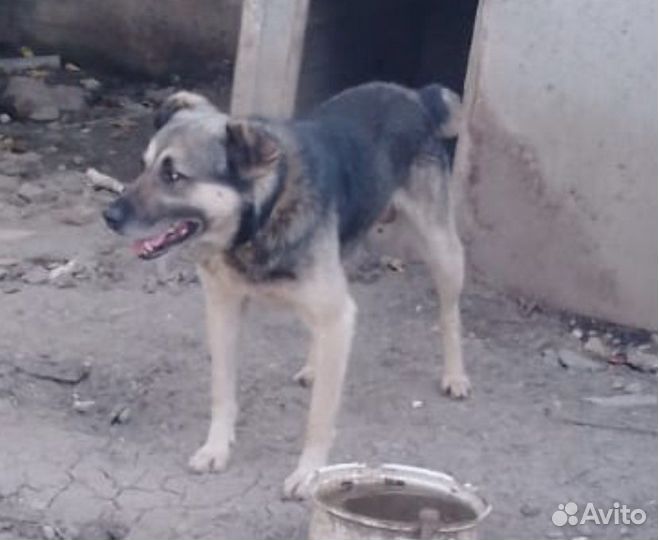 Собака мальчик