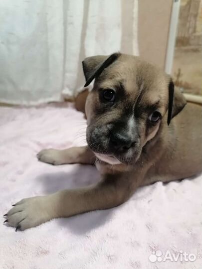 Стаффордширский терьер