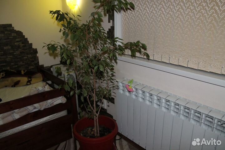 Живые,большие и красивые