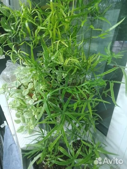 Комнатные растения