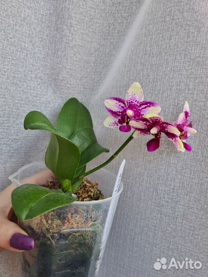 Орхидея фаленопсис