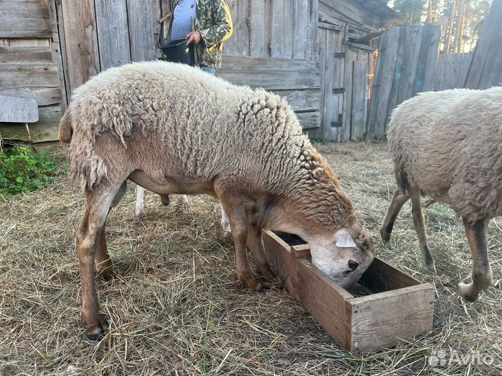 Катумские бараны